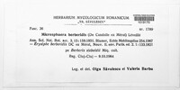 Erysiphe berberidis image